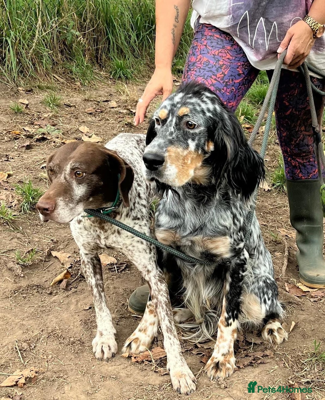 English Setter dogs for adoption: Whisky - Image 5