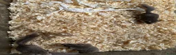 Mouse rodents for sale: Fancy Mice & African Pygmy Doormice Available  - Advert 12