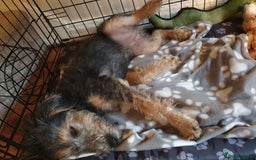 Mixed Breed dogs for sale: A loving home required!  - Image 7
