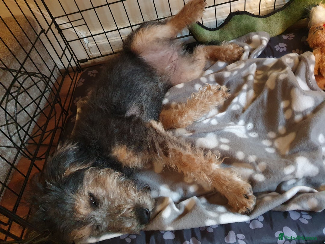 Mixed Breed dogs for sale: A loving home required!  - Image 7