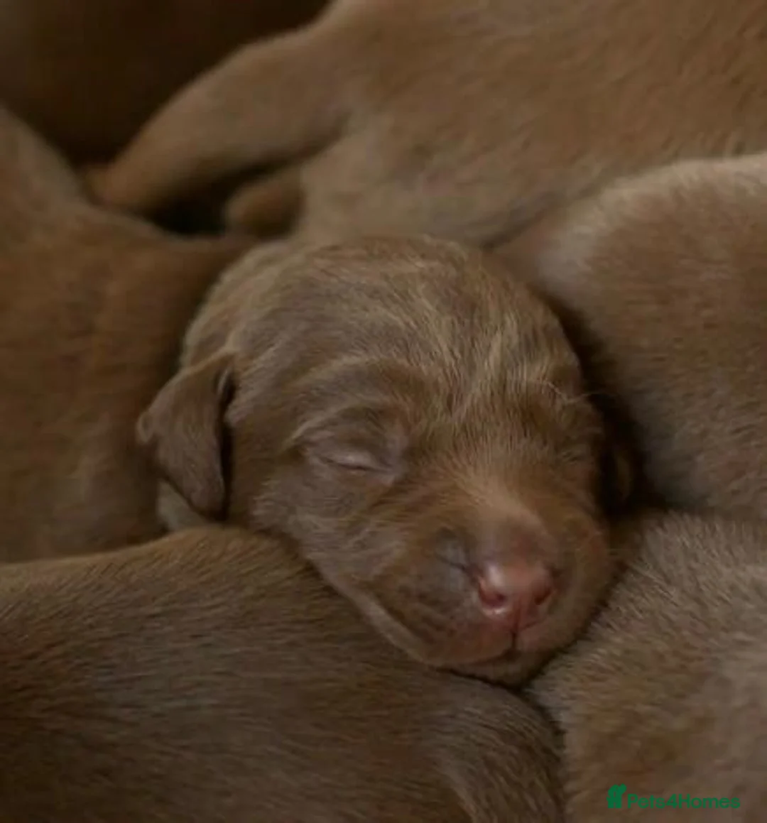 Labrador Retriever dogs for stud: 0/0 Hips and Elbows Proven Chocolate Labrador Stud in Totnes - Advert 10