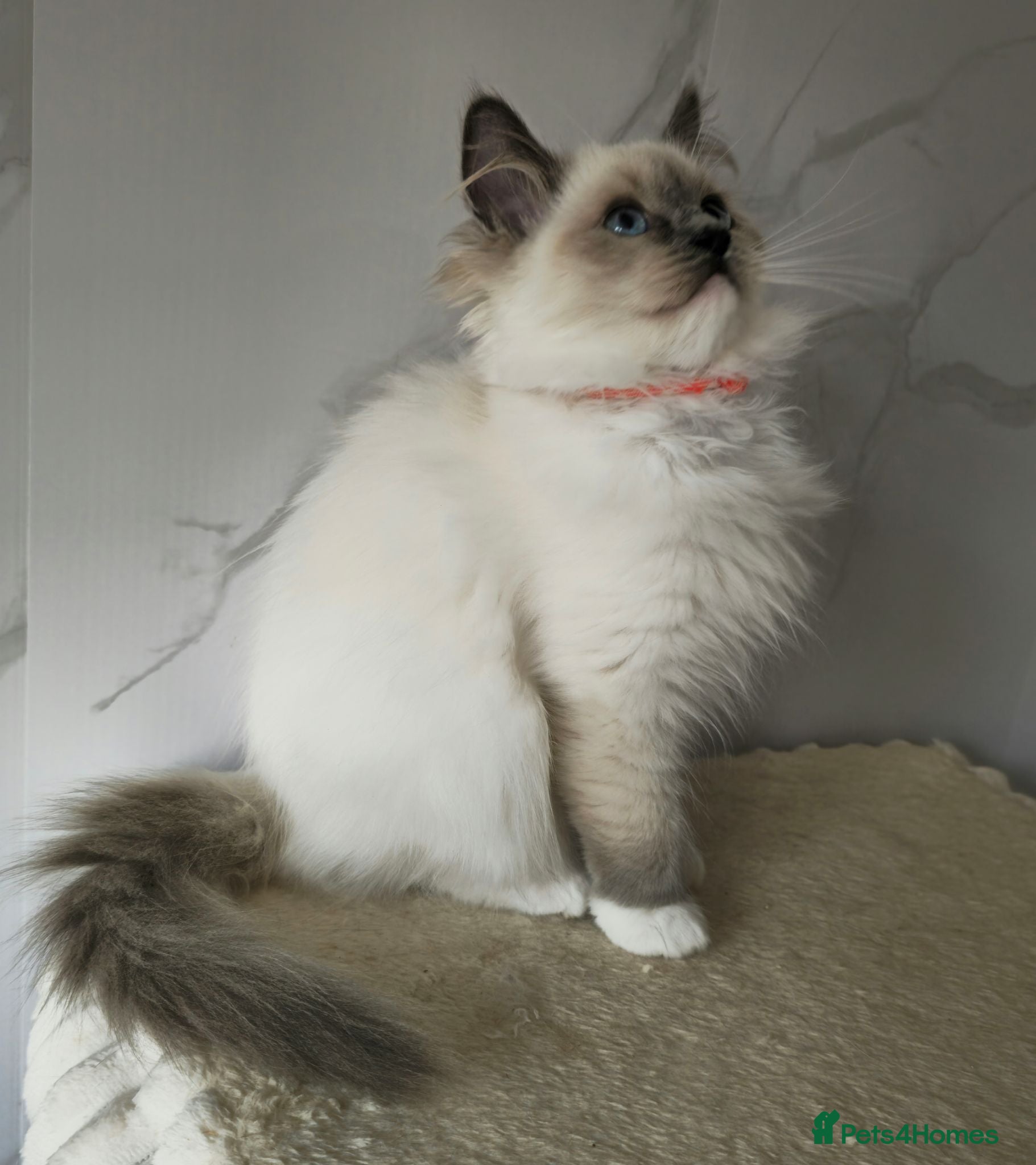 Ragdoll cats Last female available GCCF registered kitten  - Advert 2