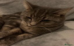 Domestic Shorthair cats for sale: 🐾 Loving Home for Milo🐾 (w automatic litterbox)  - Image 8