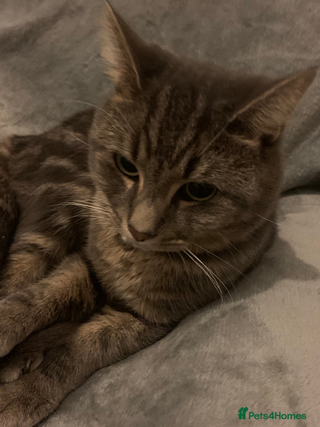 Domestic Shorthair cats for sale: 🐾 Loving Home for Milo🐾 (w automatic litterbox)  - Image 8