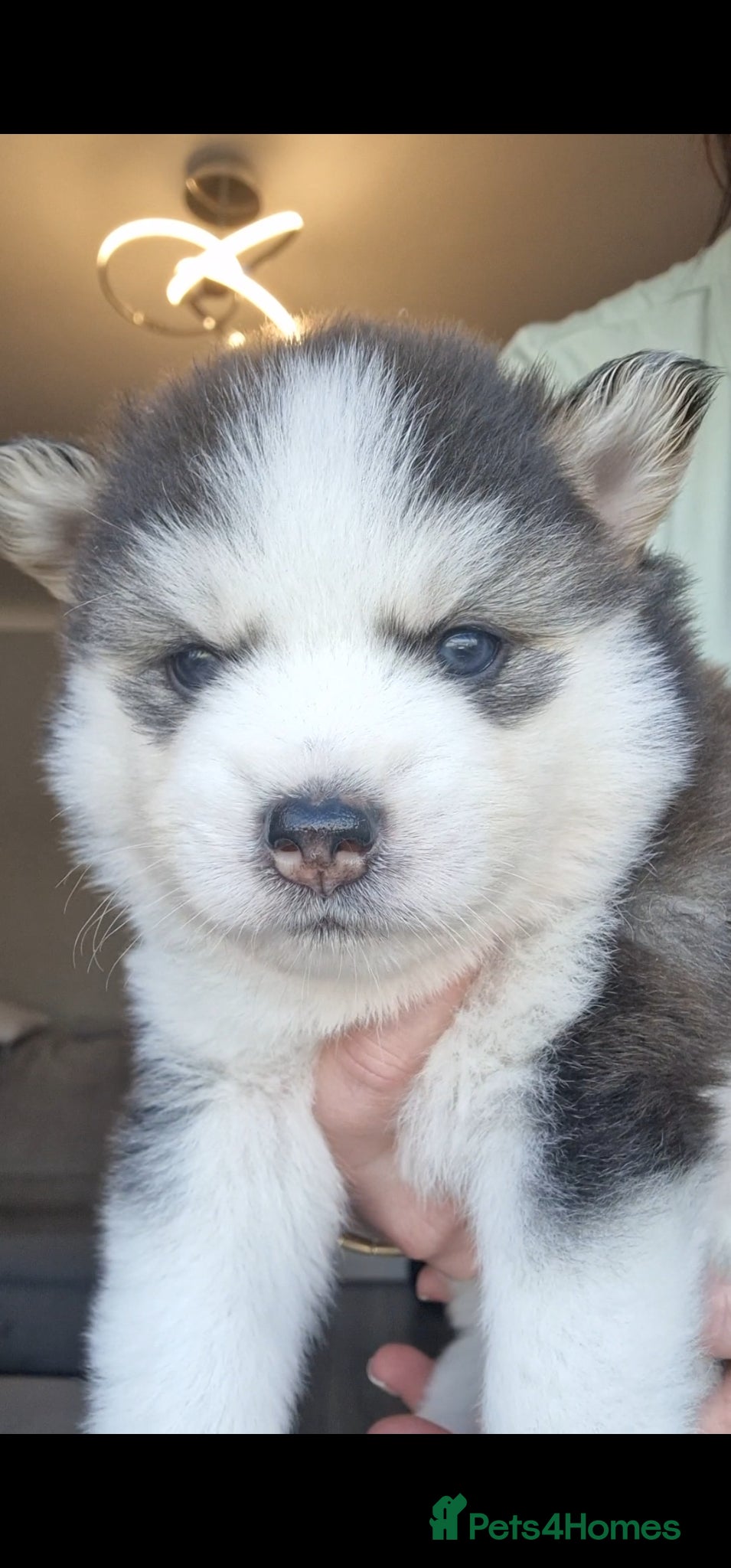 Pomsky dogs Stunning F3 pomsky puppys  - Advert 1