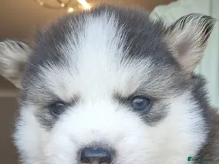 Pomsky dogs Stunning F3 pomsky puppys - Advert 5