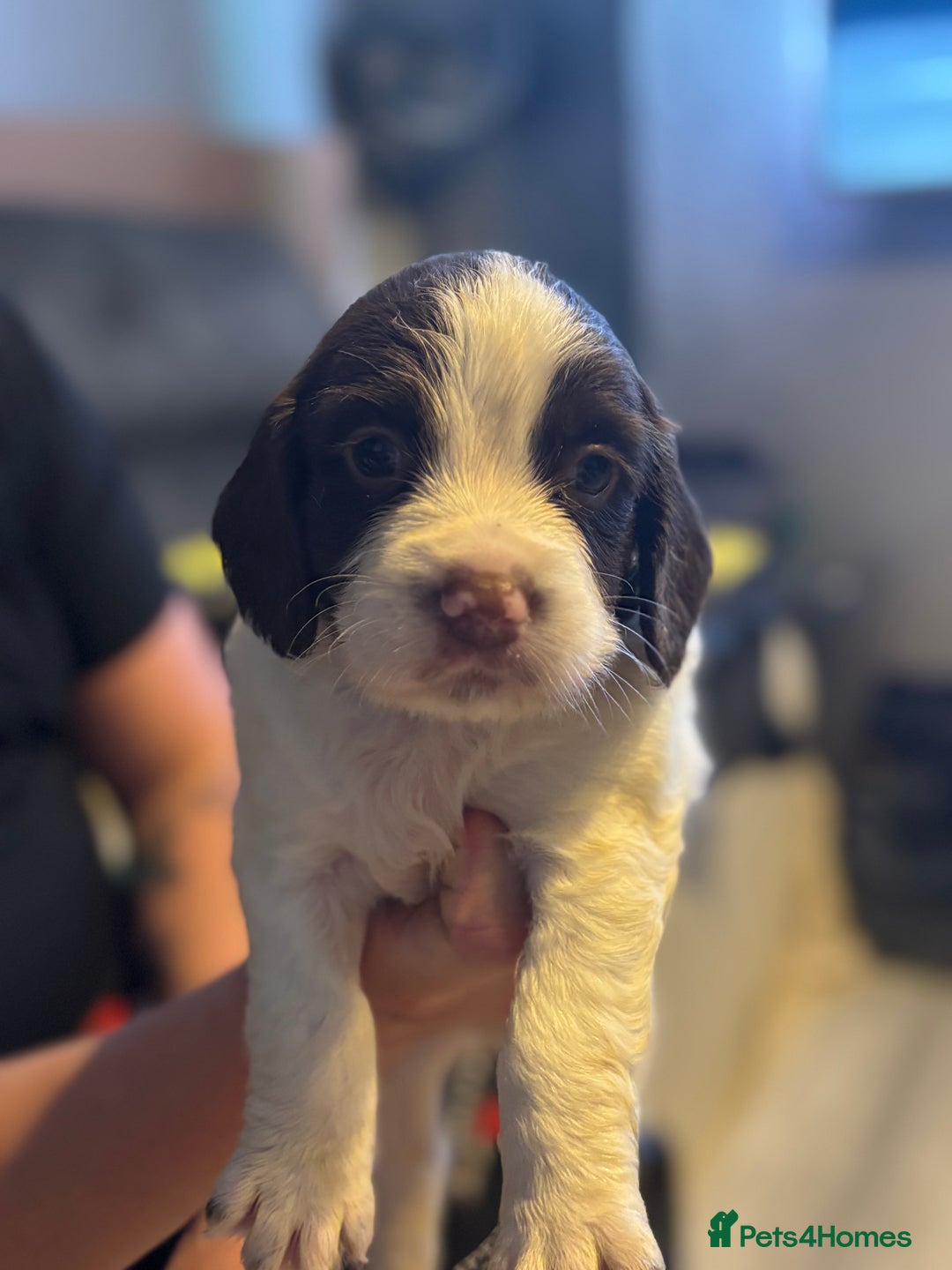 English Springer Spaniel dogs for sale: English Springer Spaniel Puppies  - Advert 11
