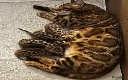 Bengal cats for sale: 2 Bengal boys for sale - Image 8