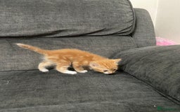 Mixed Breed cats for sale: Mixed kittens ready to go early december - Image 4