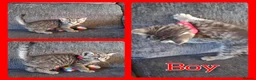 Mixed Breed cats for sale: 6 Beautiful Playful Kittens - 3g 3b  - Advert 6