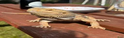 Bearded Dragon reptiles for sale: bearded dragon all the set up in Norwich - Advert 7