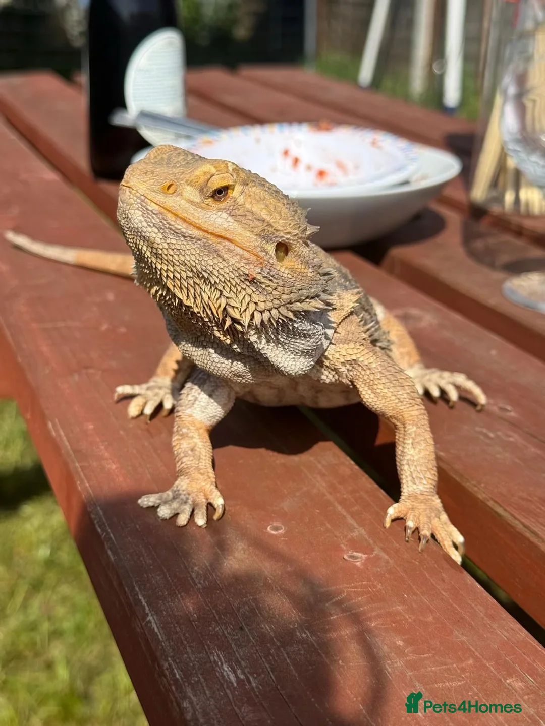 Bearded Dragon reptiles for sale: bearded dragon all the set up in Norwich - Advert 7