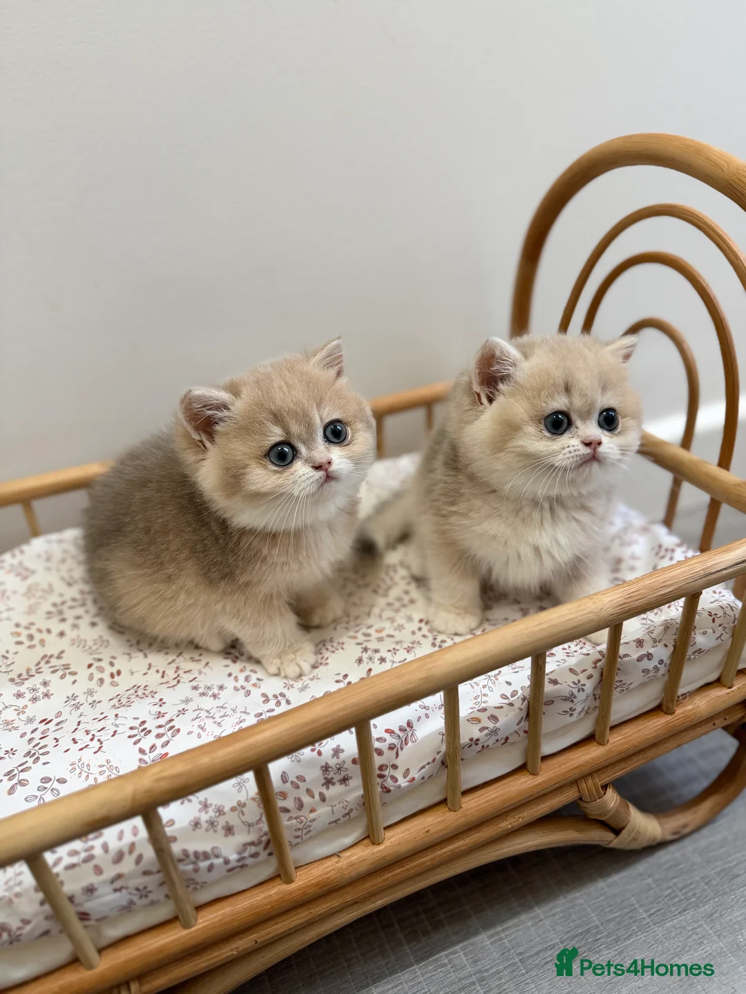 British Shorthair cats for sale: Golden Blue British Shorthair kittens - Advert 8