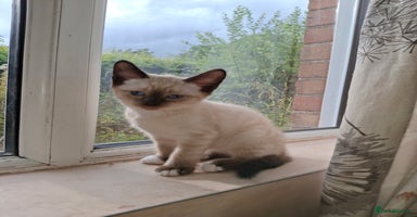 Mixed Breed cats - Advert 14