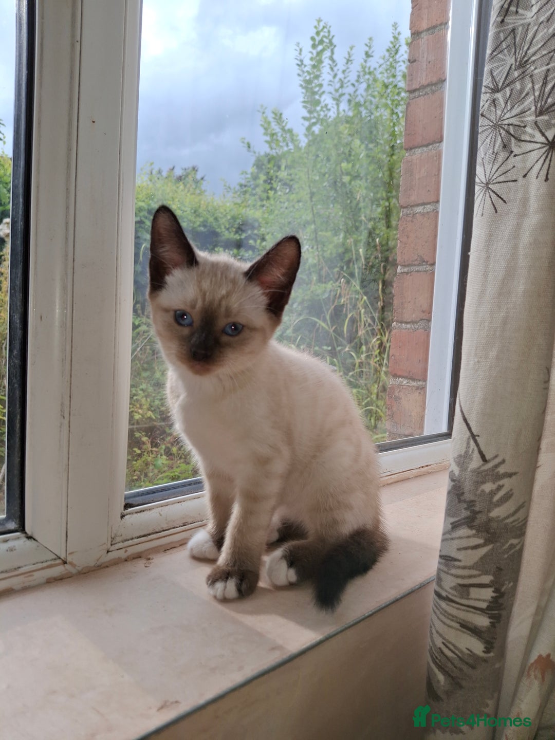 Mixed Breed cats for sale: Gorgeous and rare colour kittens ready now - Image 2