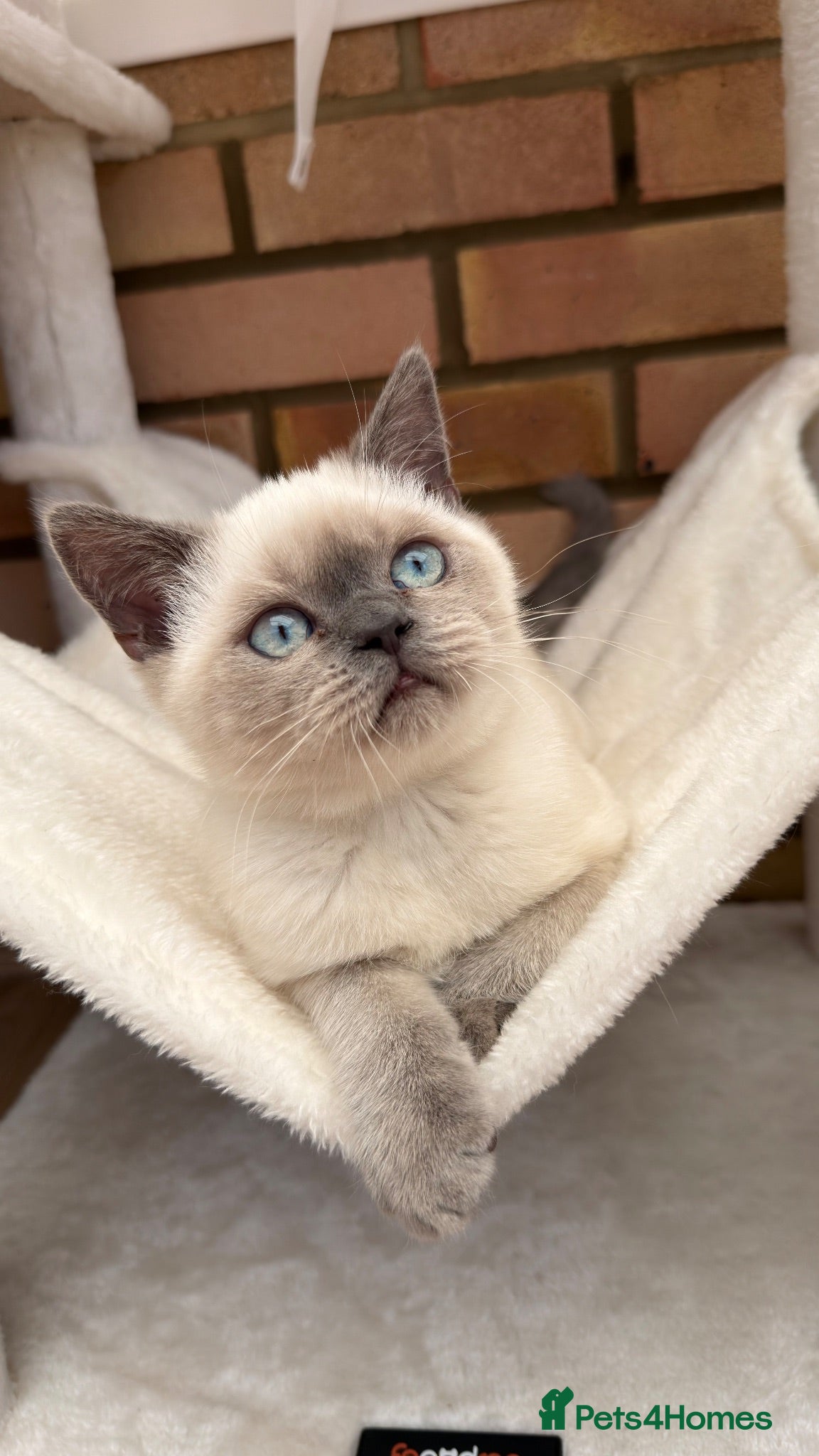 British Shorthair cats Bluepoint British short hair  - Advert 10