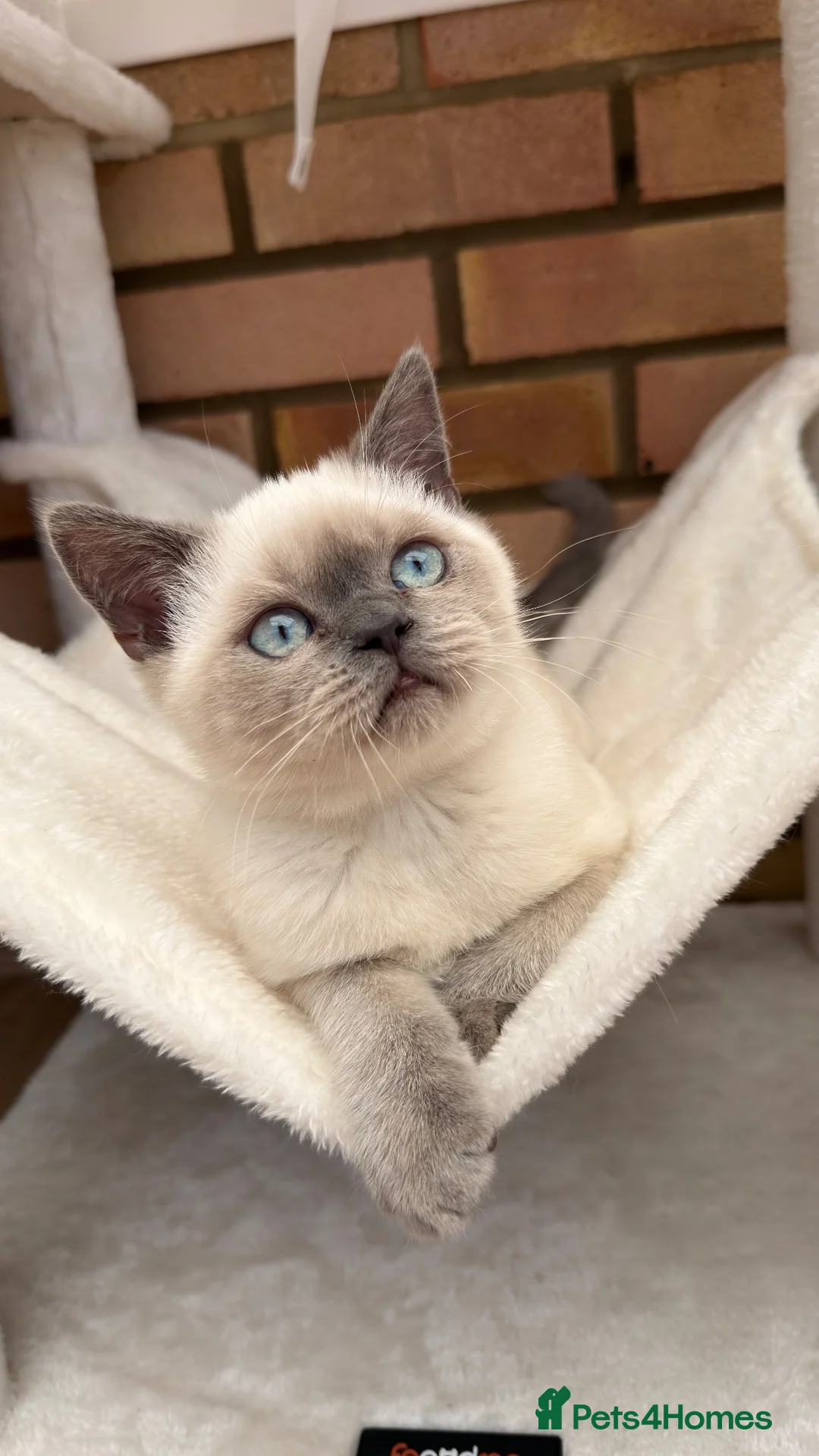 British Shorthair cats for sale: Bluepoint British short hair  - Advert 1