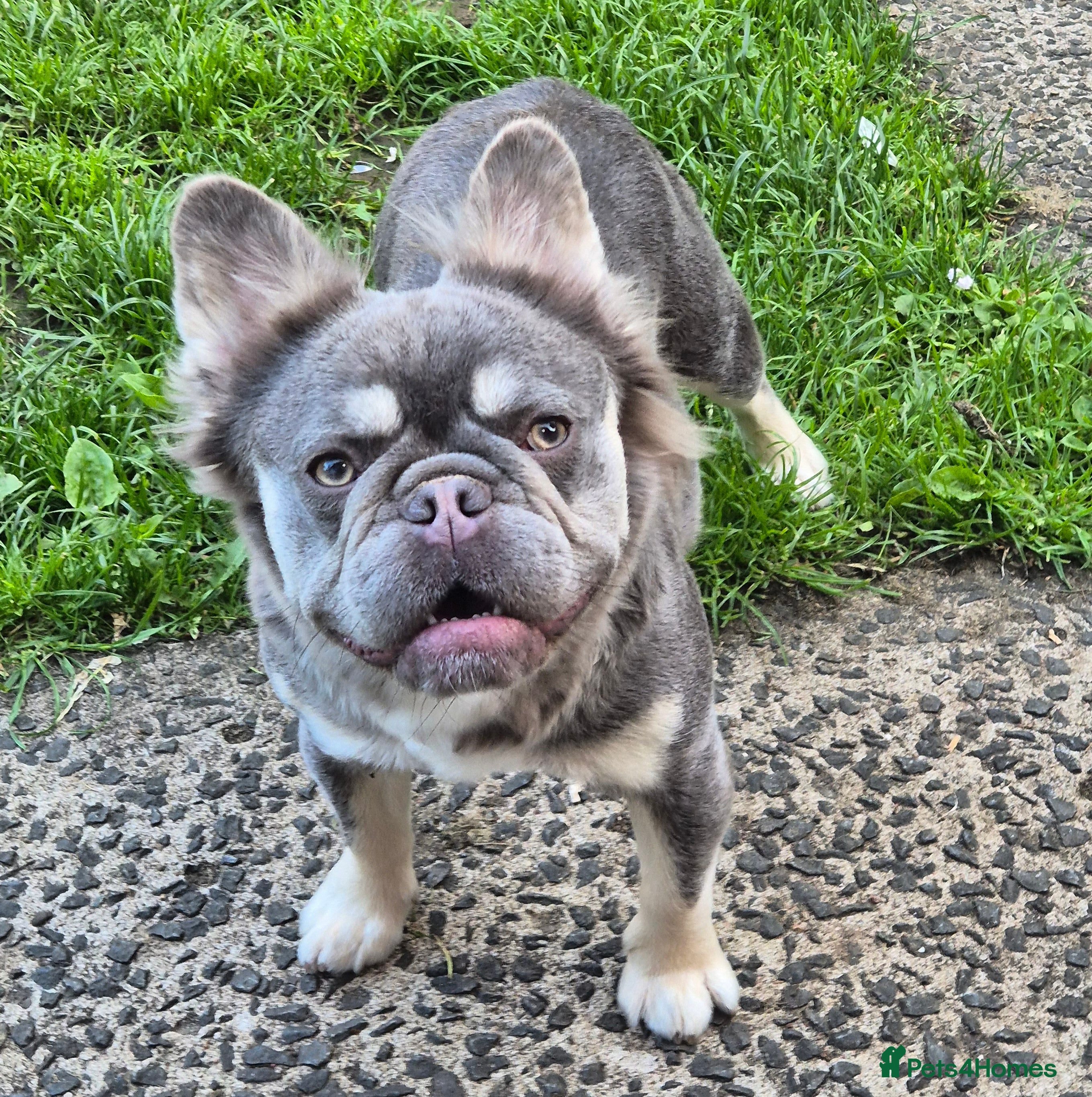 French Bulldog dogs Kc registered fluffy French Bulldog  - Advert 3