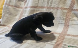 Mixed Breed dogs for sale: Patterdale/ fell terriers/ lakeland  - Image 18