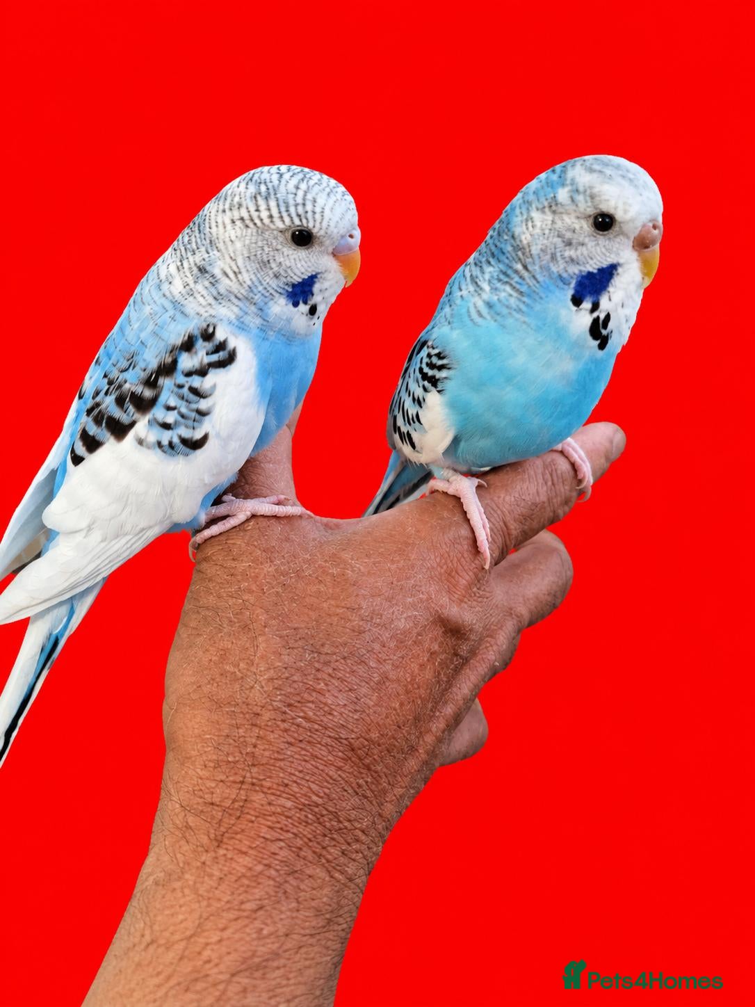 Budgerigars birds Super silly hand tamed baby budgie - Advert 16