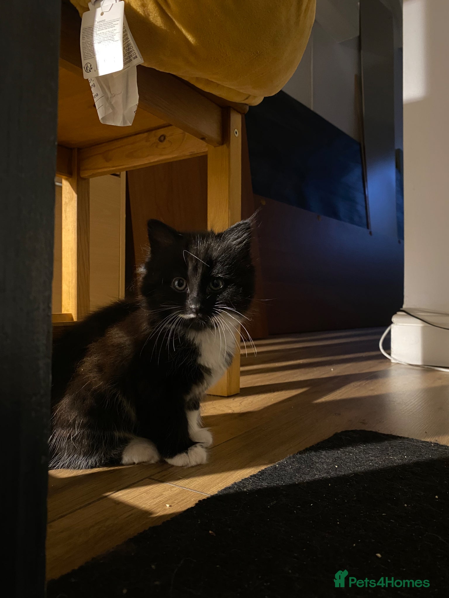 Mixed Breed cats for sale: Tuxedo kittens looking for their forever homes  - Advert 21