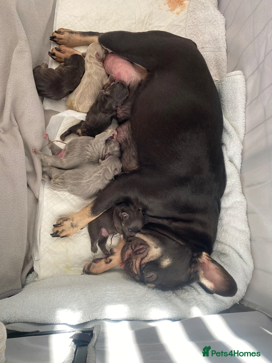 French Bulldog dogs for sale: FRENCH BULLDOGS - FLUFFY - Advert 2