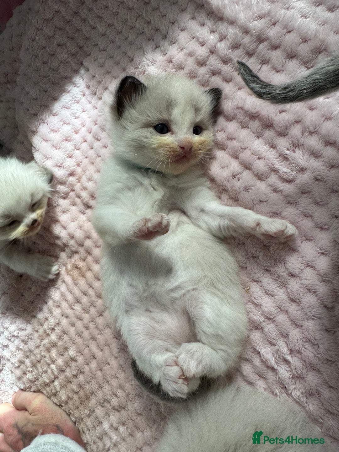 Ragdoll cats for sale: Beautiful Ragdoll Kittens  - Image 30