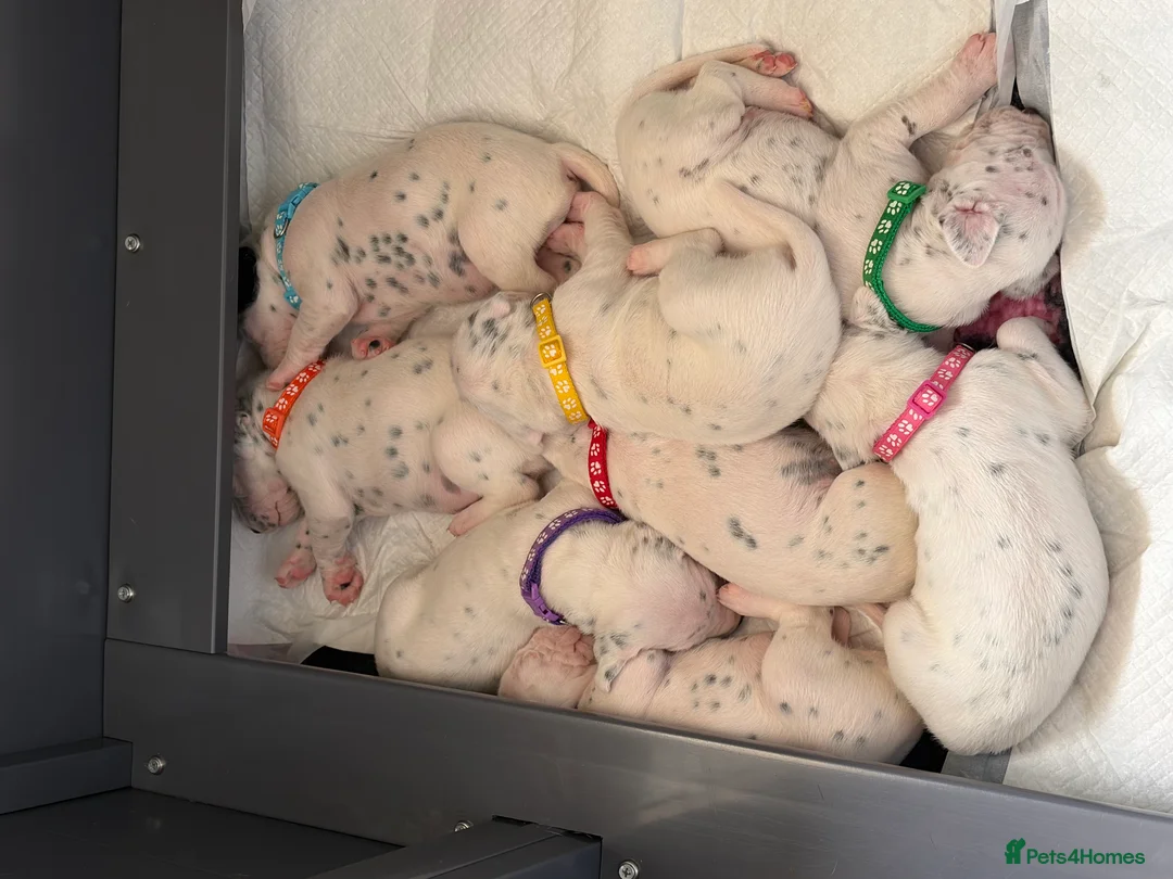 Dalmatian dogs for sale: Pedigree KC Registered Puppies - Advert 1