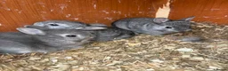 Netherland Dwarf rabbits for sale: Netherland dwarf x Rex  - Advert 2