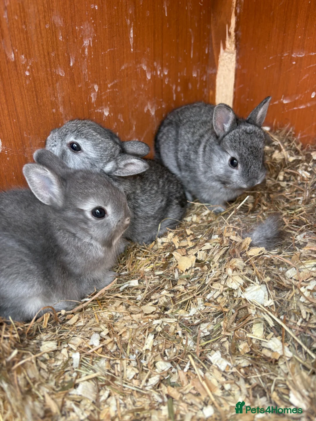Netherland Dwarf rabbits for sale: Netherland dwarf x Rex  - Advert 2