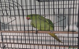 Ringnecks birds for sale: Indian Ringneck  - Image 1