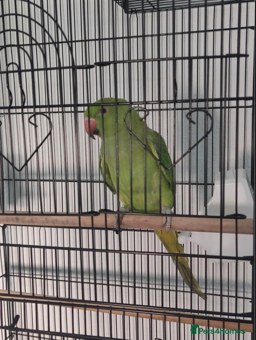 Ringnecks birds for sale: Indian Ringneck  - Image 1