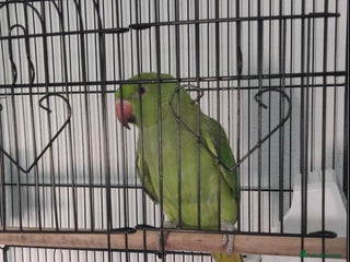 Ringnecks birds - Advert 15