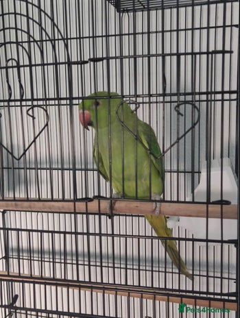 Ringnecks birds - Advert 2