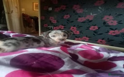 Mixed Breed dogs for sale: Miniature Dashound  - Advert 14