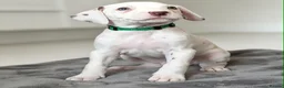 Dalmatian dogs for sale: Dalmation Puppies - Advert 8