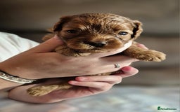 Cavapoo dogs for sale: ⭐️BEAUTIFUL INTENSE RED TOY CAVAPOO PUPPIES⭐️ - Image 8