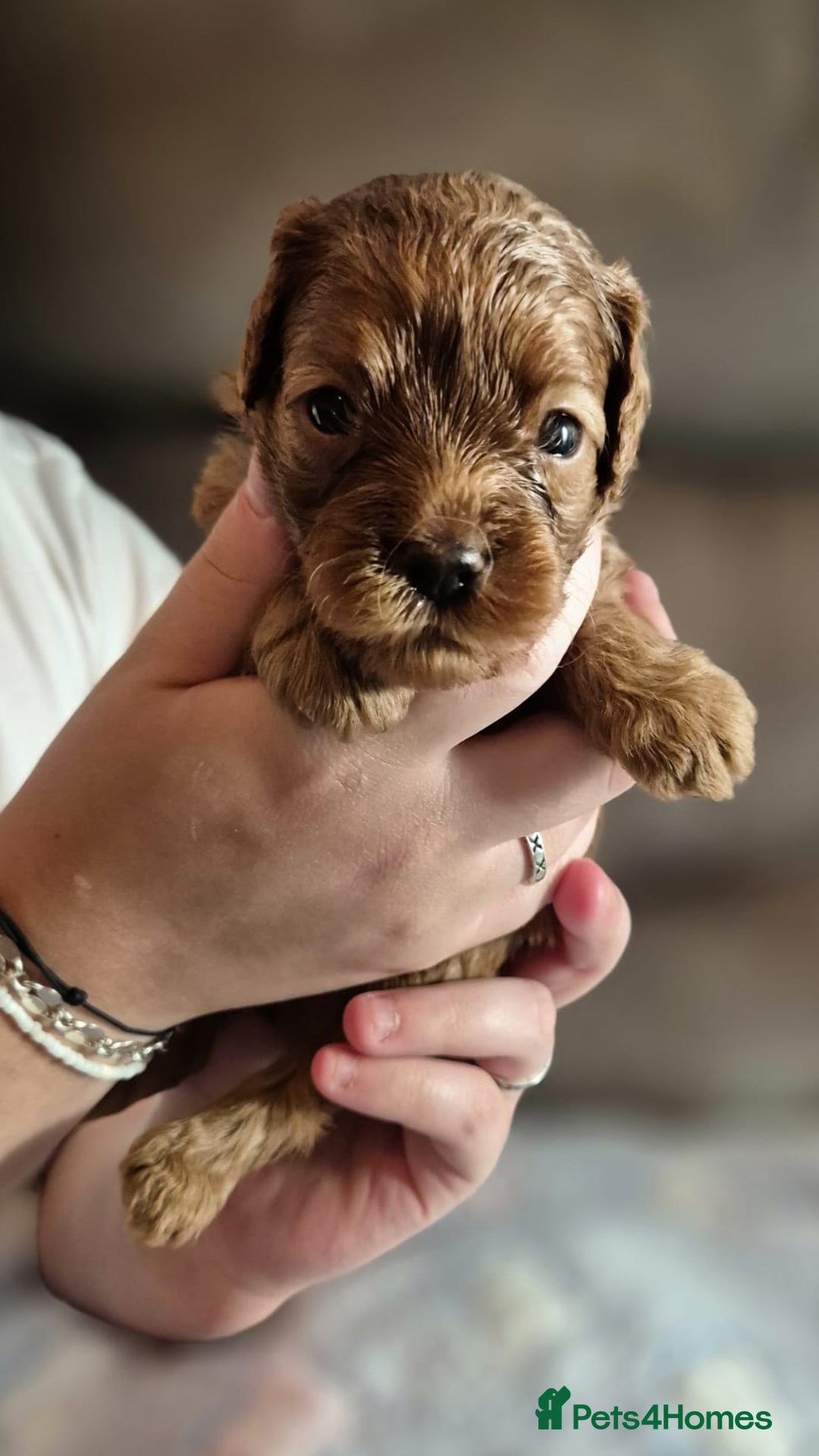 Cavapoo dogs for sale: ⭐️BEAUTIFUL INTENSE RED TOY CAVAPOO PUPPIES⭐️ - Image 8