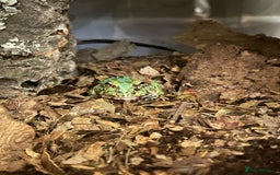 Frog reptiles for sale: PAC-MAN Frog for sale  - Advert 1