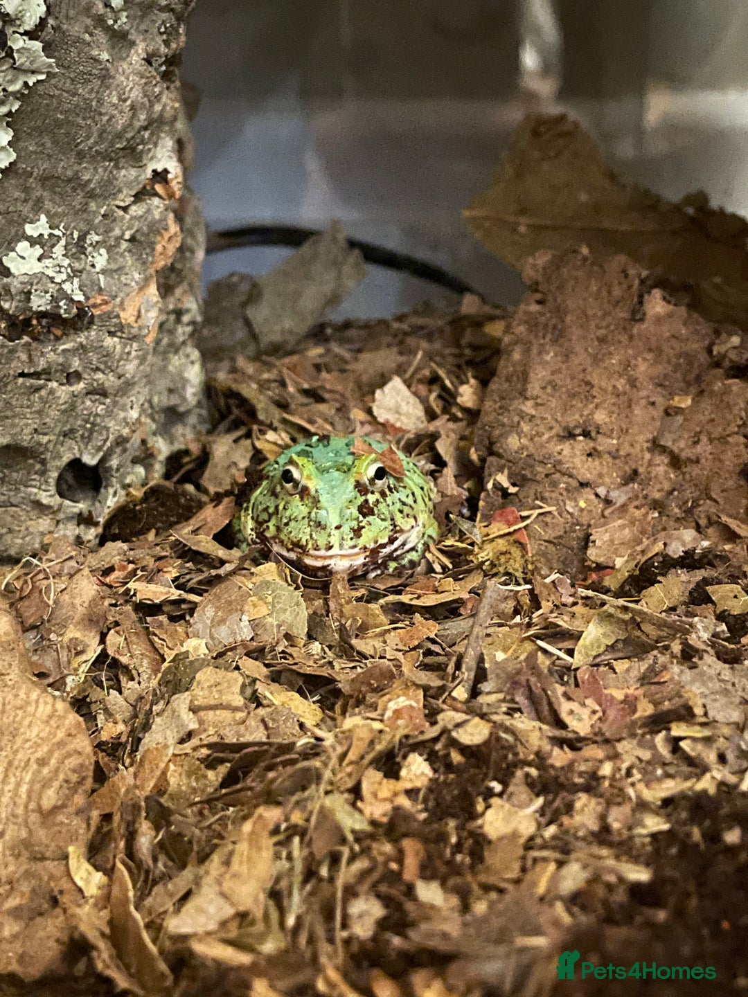 Frog reptiles for sale: PAC-MAN Frog for sale  - Advert 1