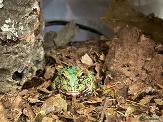 Frog reptiles PAC-MAN Frog for sale - Advert 17