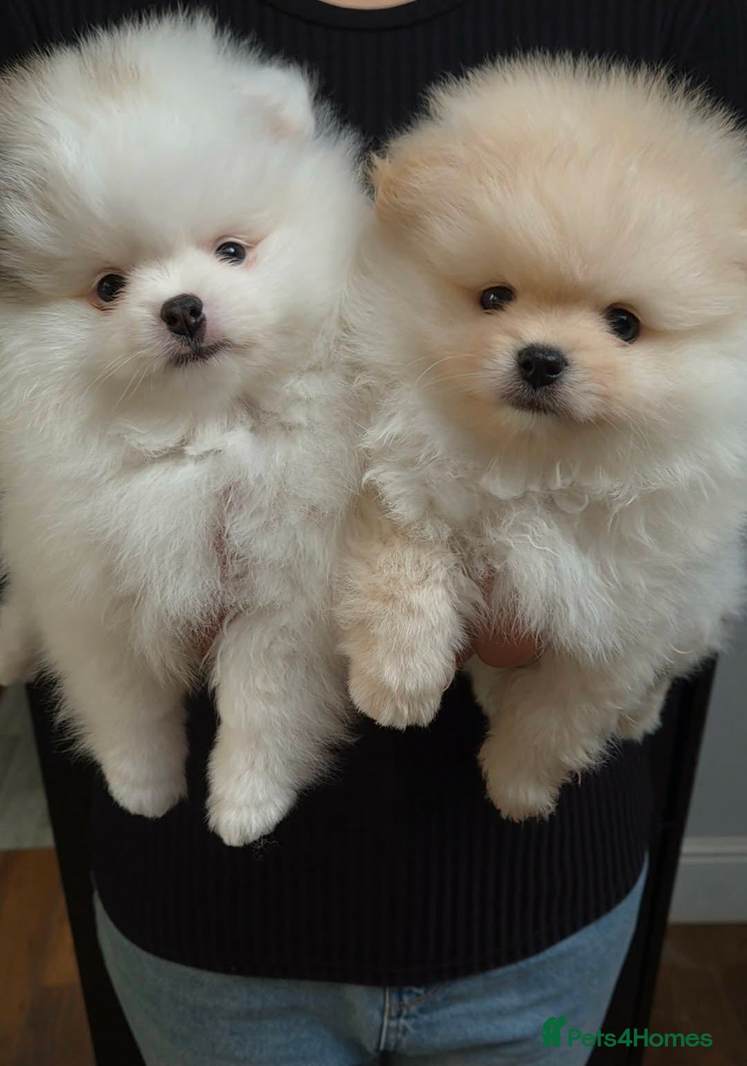 Pomeranian dogs for sale: KC Pedigree Pomeranian Puppies - Advert 1