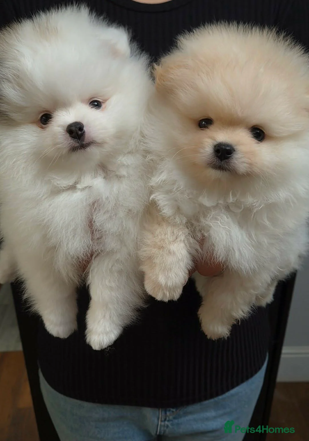Pomeranian dogs for sale: KC Pedigree Pomeranian Puppies - Advert 1