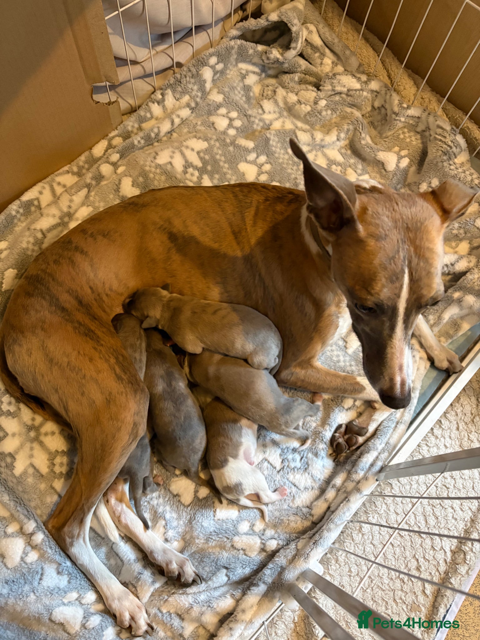 Whippet dogs Whippet pups for loving homes  - Advert 13