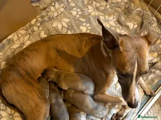 Whippet dogs Whippet pups for loving homes - Advert 3