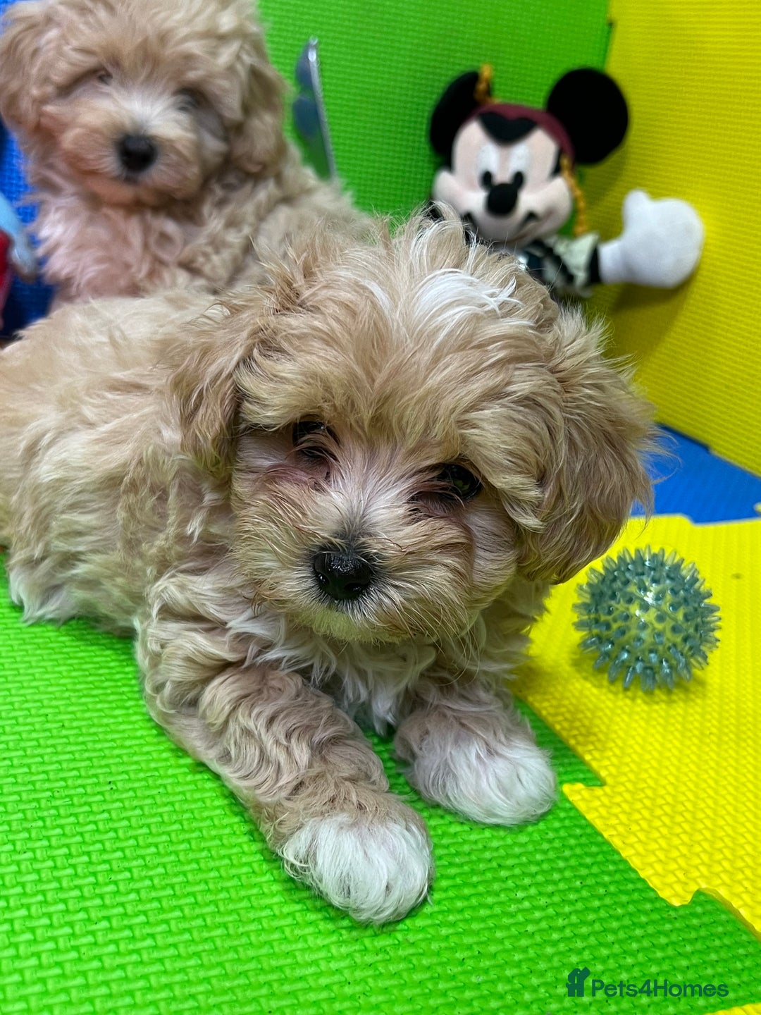 Maltipoo dogs for sale: ❤️3 Maltipoo F1 Babies❤️ - Advert 7