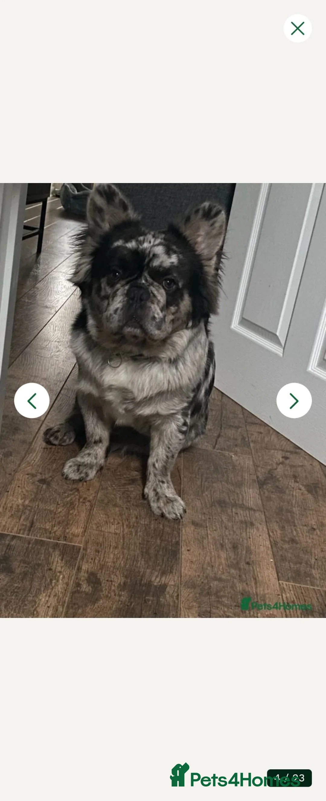 French Bulldog dogs for sale: French bull dog puppies  - Advert 2