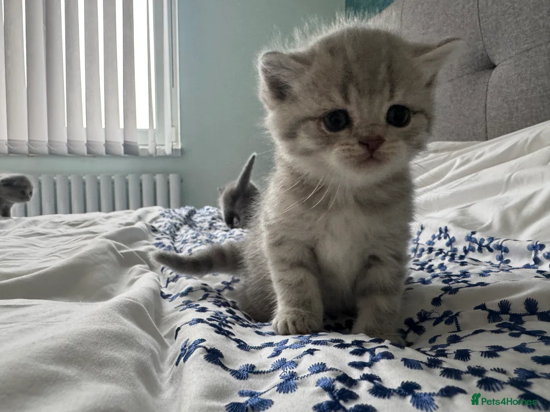 Scottish Fold cats for sale: Gorgeous pure breed kittens  - Advert 5