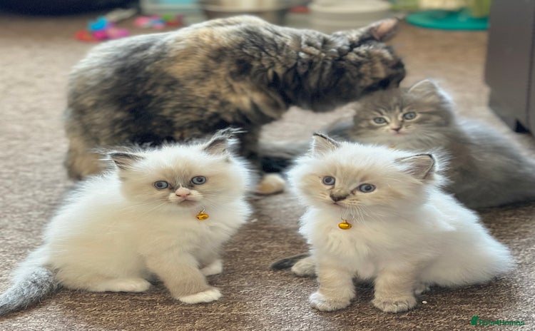 Ragdoll cats - Advert 6