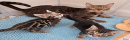 Bengal cats for sale: Beautiful Bengal Kittens ✨️ - Advert 2